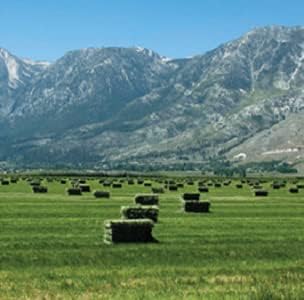 Blue Mountain Hay | Fresh Timothy Hay (10 Pounds) | Great for All Ages | High-Altitude Hay Pet Food for Rabbits, Guinea Pigs, Chinchillas, Hamsters, and Other Small Pets