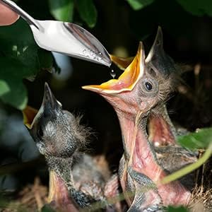 LILYS PET 4.7" Bird Parrot Stainless Steel Metal Feeding Spoon,Special Feeding Scoop Medicine Spoons Hand Feeding Spoons for Peony Cockatiel Parrot (3PCS)