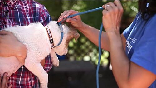 Cesar Millan Slip Lead Leash™ - 2-in-1 Slip Collar Dog Training Lead & Collar | Heavy Duty Durable Weatherproof Rope Leash, No Pull Training | Length 4ft Diameter 4/10”(Regular, Pink/Grey)