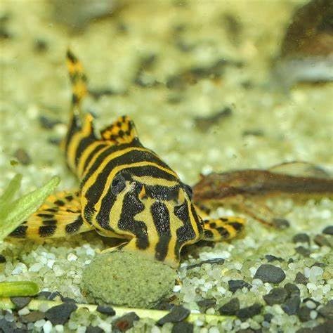 Aquatic Foods Inc. 18mm - 3/4" Sinking Wafers of Algae & Spirulina Ideal for Plecos, Bottom Fish, Catfish, Shrimp, Snails, All Herbivorous & Omnivorous Tropical Fish - Zeigler Wafers..1/2-lb