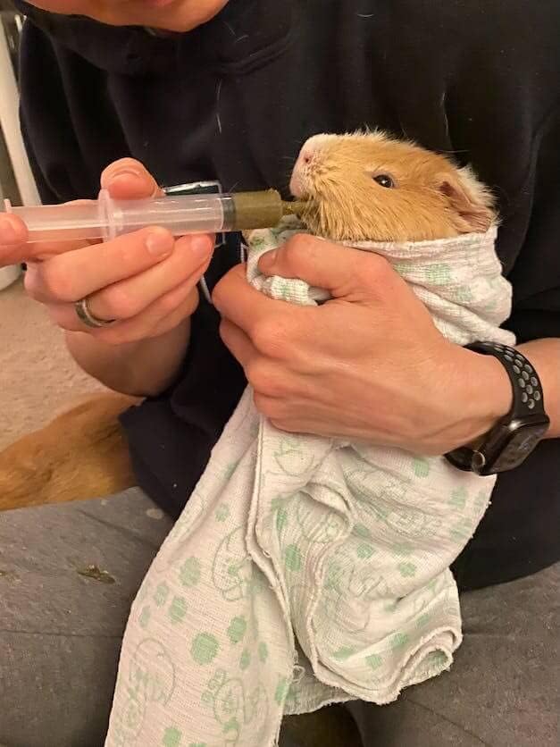 Sherwood Pet Health Guinea Pig Emergency Kit (Small) with Timothy Recovery Food and Appetite Restore in Stay-Fresh Packets