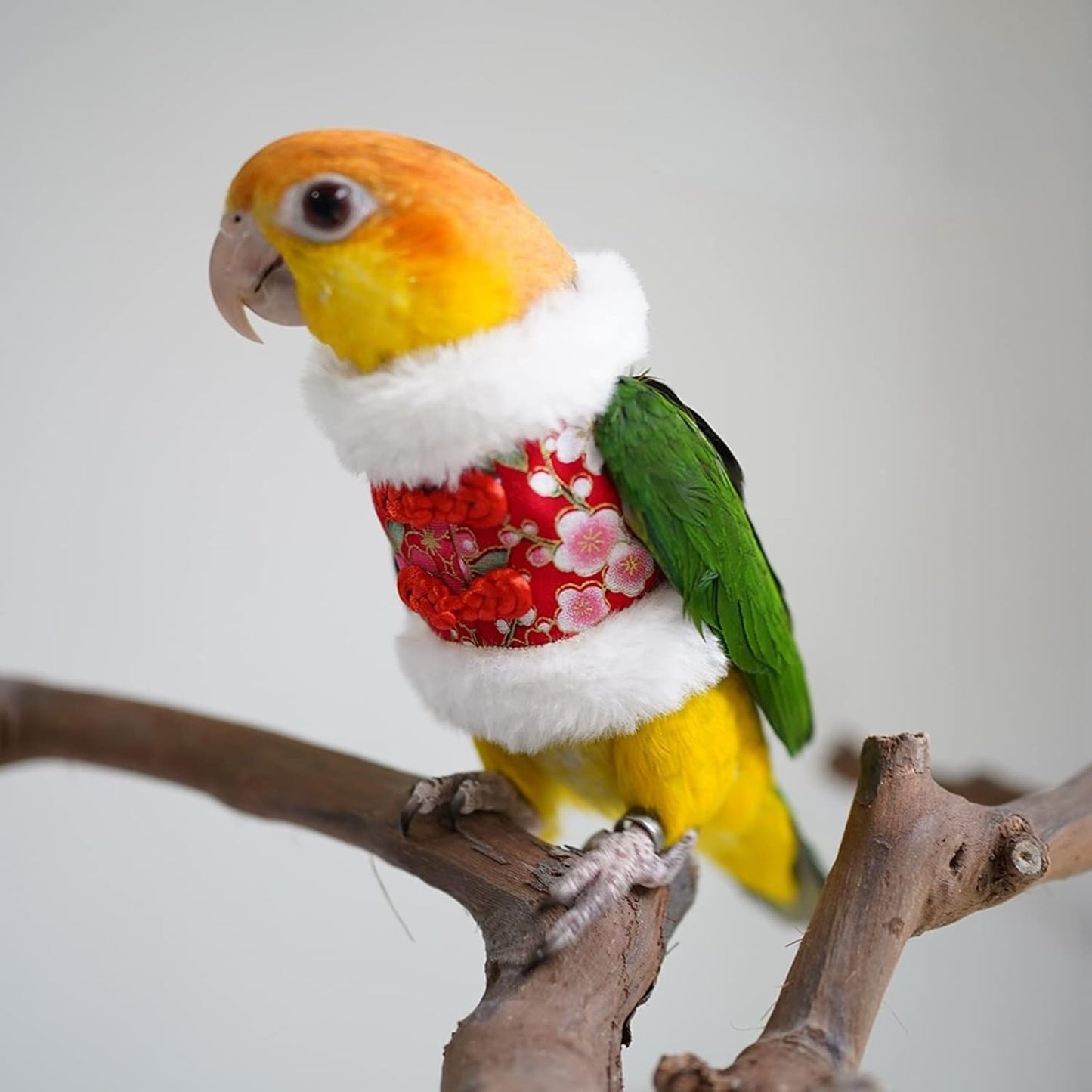 Bird Costume Bird Flight Suit Bird Clothes Cosplay Photo Prop for Parrots Parakeet Cockatiel Sun Conure, Bird Hoodie Small Animals Apparel (Black, Small)