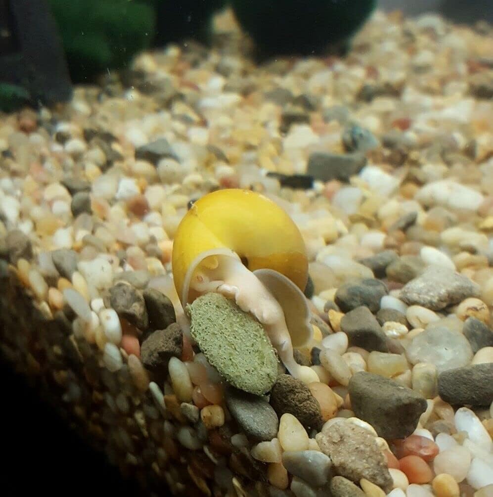 Aquatic Foods Inc. 4-Type 12mm - 1/2" Sinking Wafer Mix of Spirulina-Algae, Ultra-Worm, Ultra-Shrimp, Color Enhancing Wafers for Shrimp, Snails, Crabs, Crayfish, All Tropical Fish...2-lb Med Jar