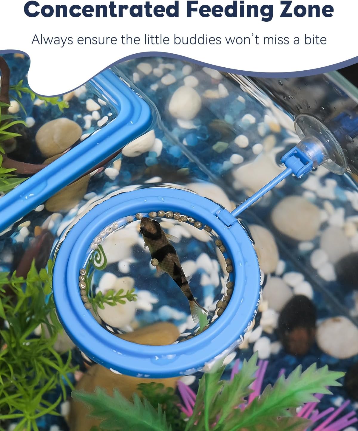 Pawfly 2 Pcs Fish Feeding Ring for Aquarium – Round and Square Floating Food Feeder with Suction Cup for Betta, Goldfish, Guppy, Turtle & Small Fish