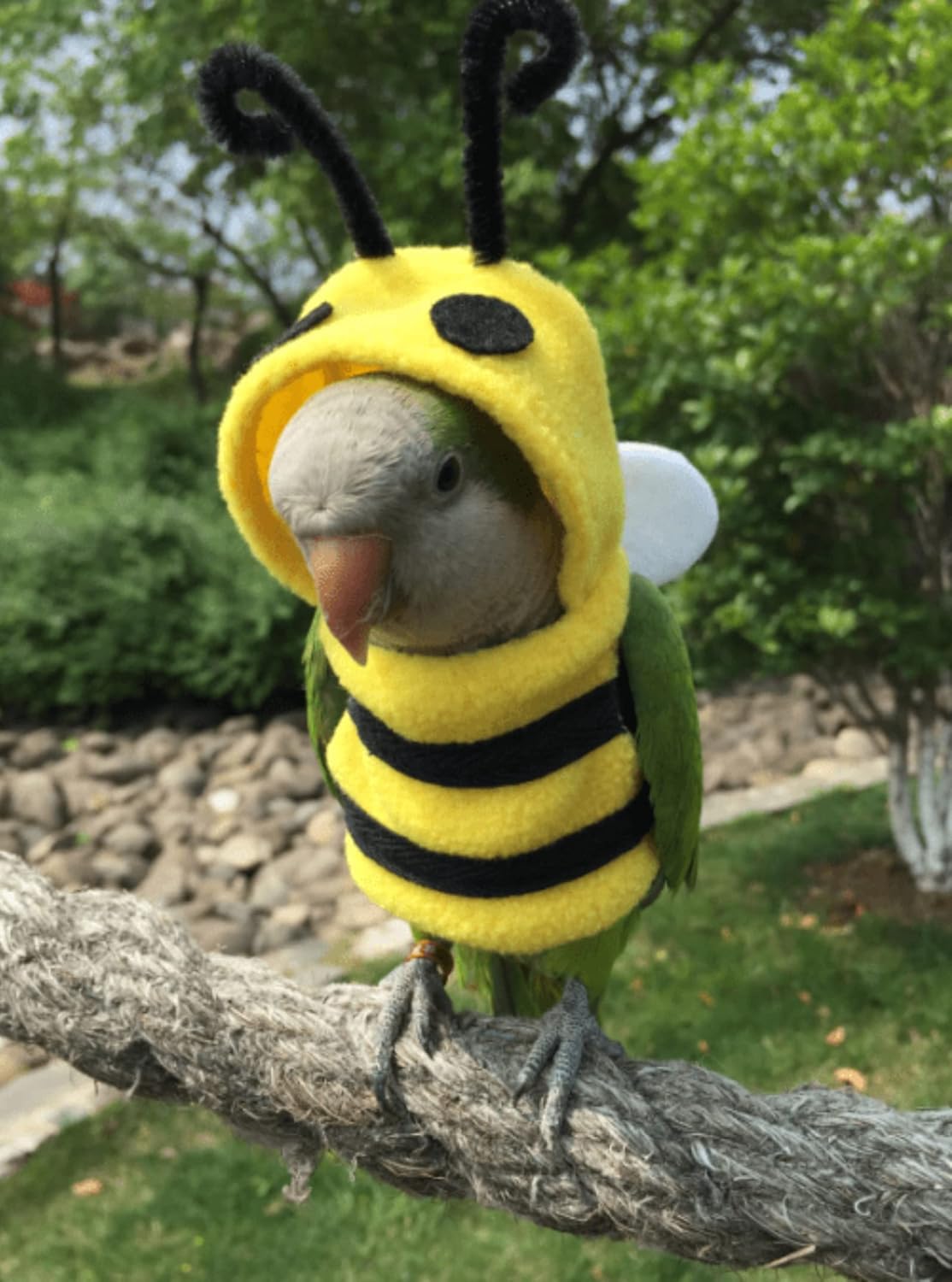 Bird Costume Diaper Flight Suit Bee Shape Clothes Cosplay Photo Prop for Parrots Lovebird Budgie Parakeet Cockatiel Sun Conure, Small Animals Apparel (Bee Without Diaper, Medium), Green (BPF1)