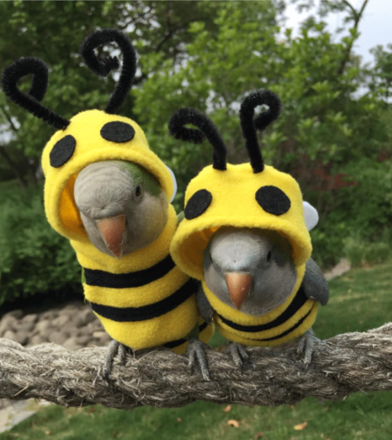 Bird Bee Shape Cosplay Photo Prop for Parrots Lovebird Budgie Parakeet Cockatiel Sun Conure, Small Animals Apparel (X-Large)