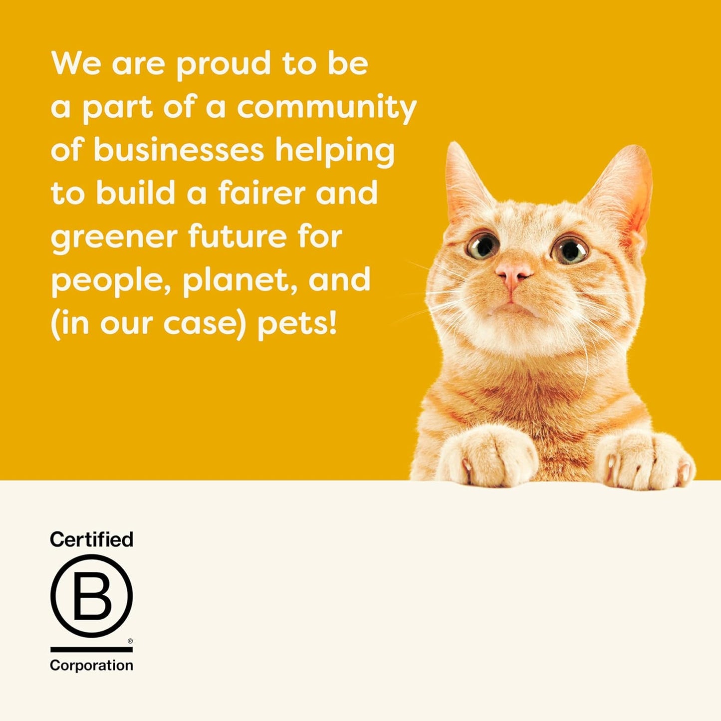 Applaws Natural Wet Kitten Food, Limited and Natural Ingredients, High Protein with No Artificial Additives, Kitten Variety Selection in Broth (6 x 2.47oz Cans)