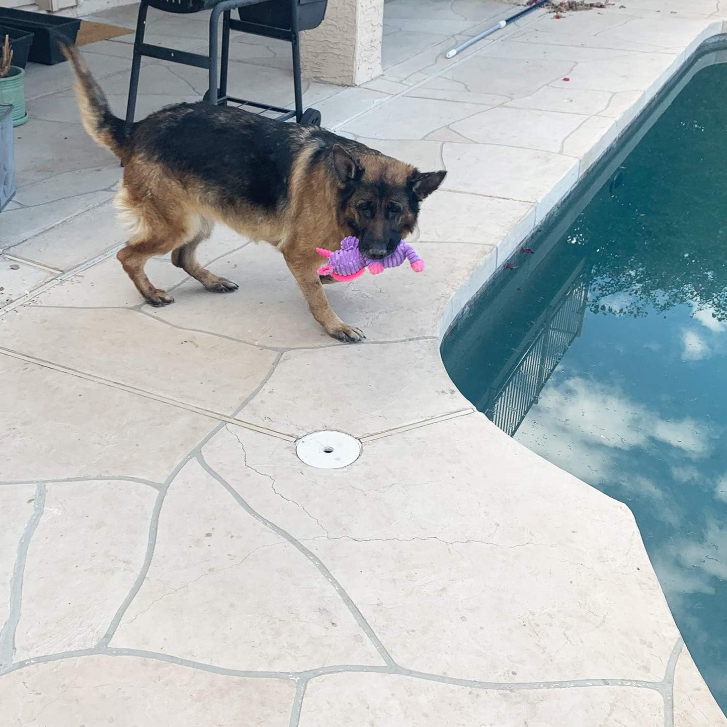 Jalousie Plush Toys Assortment Value Bundle Puppy Pet Mutt Squeak Toy for Medium Large Dogs (5 Pack Corduroy)