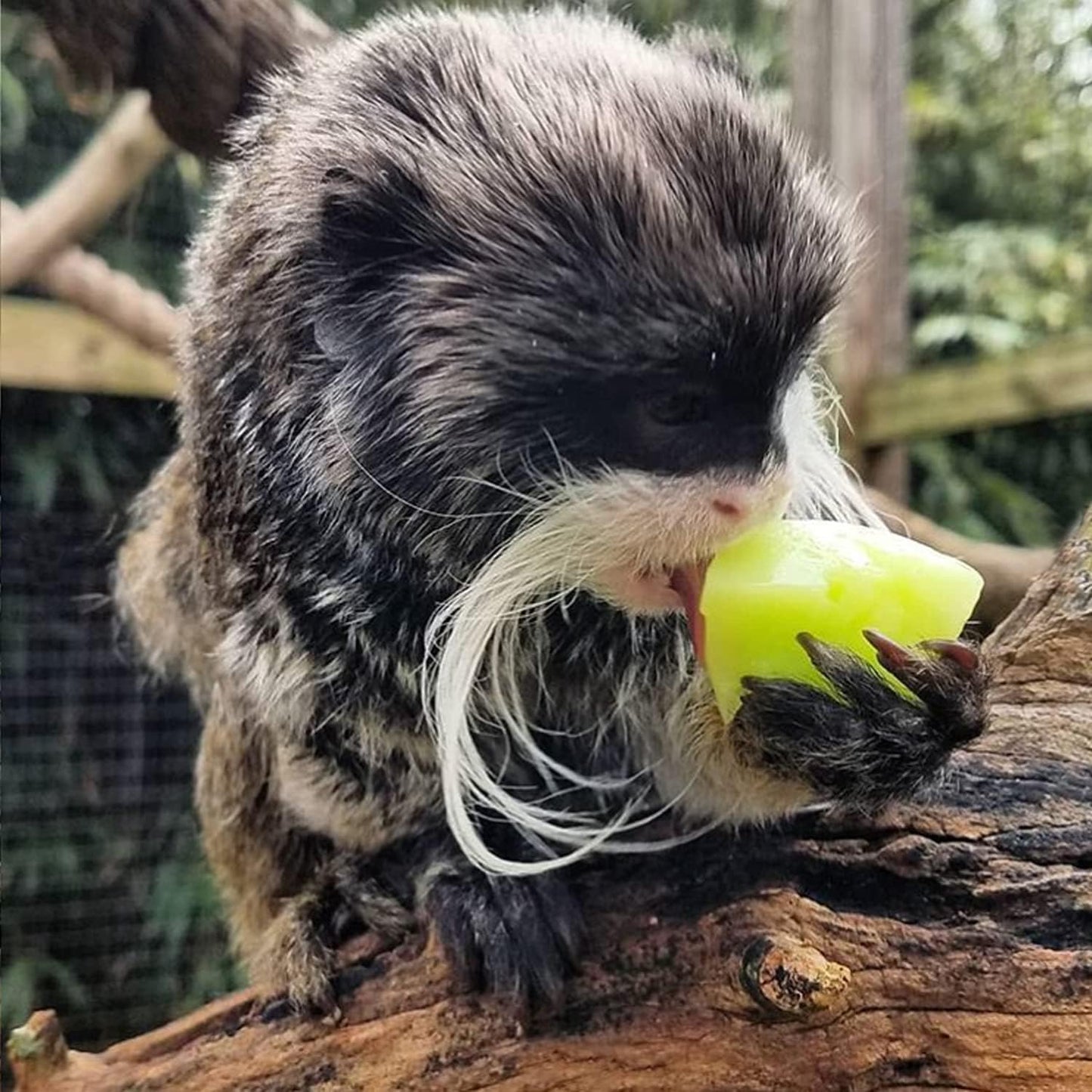 Nectar Pods (Honey) - Calcium-Fortified Jelly Fruit Treat - Sugar Gliders, Marmosets, Squirrels, Parrots, Cockatiels, Parakeets, Lovebirds, Conures, Hamsters, Geckos, Kinkajous & Other Small Pets…