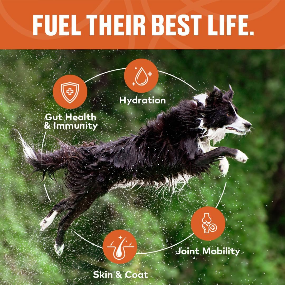 Chicken Bone Broth Concentrate for Dogs - Collagen Protein Supplement for Digestion, Mobility, Coat, Immune System, Joints - Healthy Dog Food Topper - Human Grade, Made in USA (16 oz, 30 Servings)