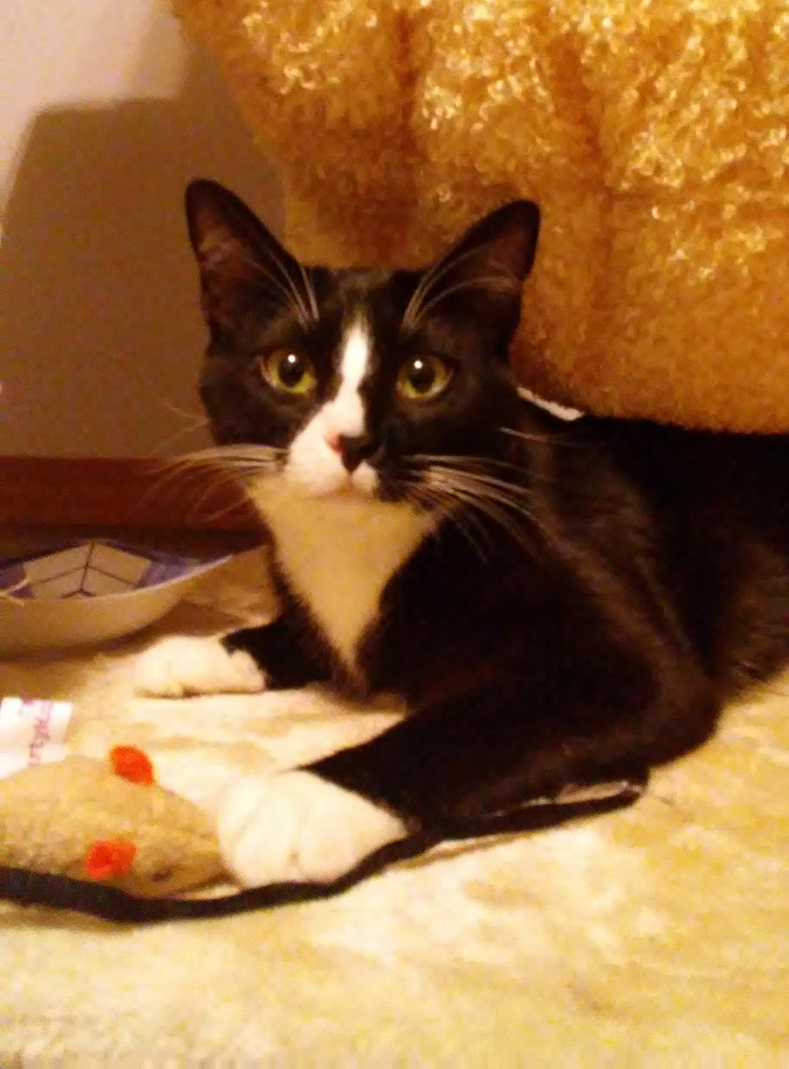 Peppa The Tuxedo Cat - 10" Black and White Plush Toy Stuffed Animals - Based on Real-Life Adopted Pets - Benefiting The Kitten and Cats Animal Shelters They were Adopted from