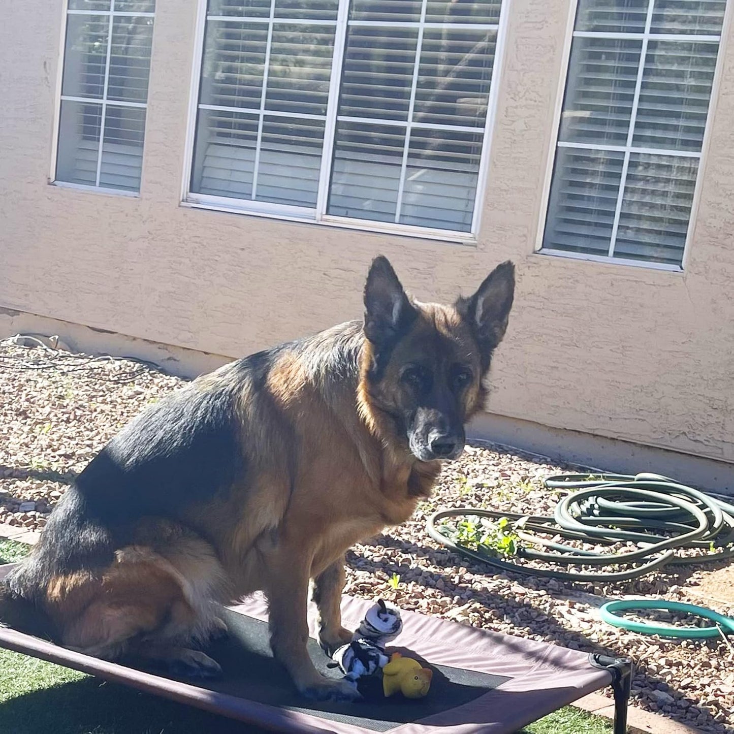 Jalousie 5 Pack Stuffingless Dog Squeaky Toys Dog Toy w/Durable Liner No Stuffing Dog Toy - Dog Toys Crinkle Paper Squeaker Toy for Medium Large Dogs (5 Pack Bungee Body Stuffingless Crinkle Paper)