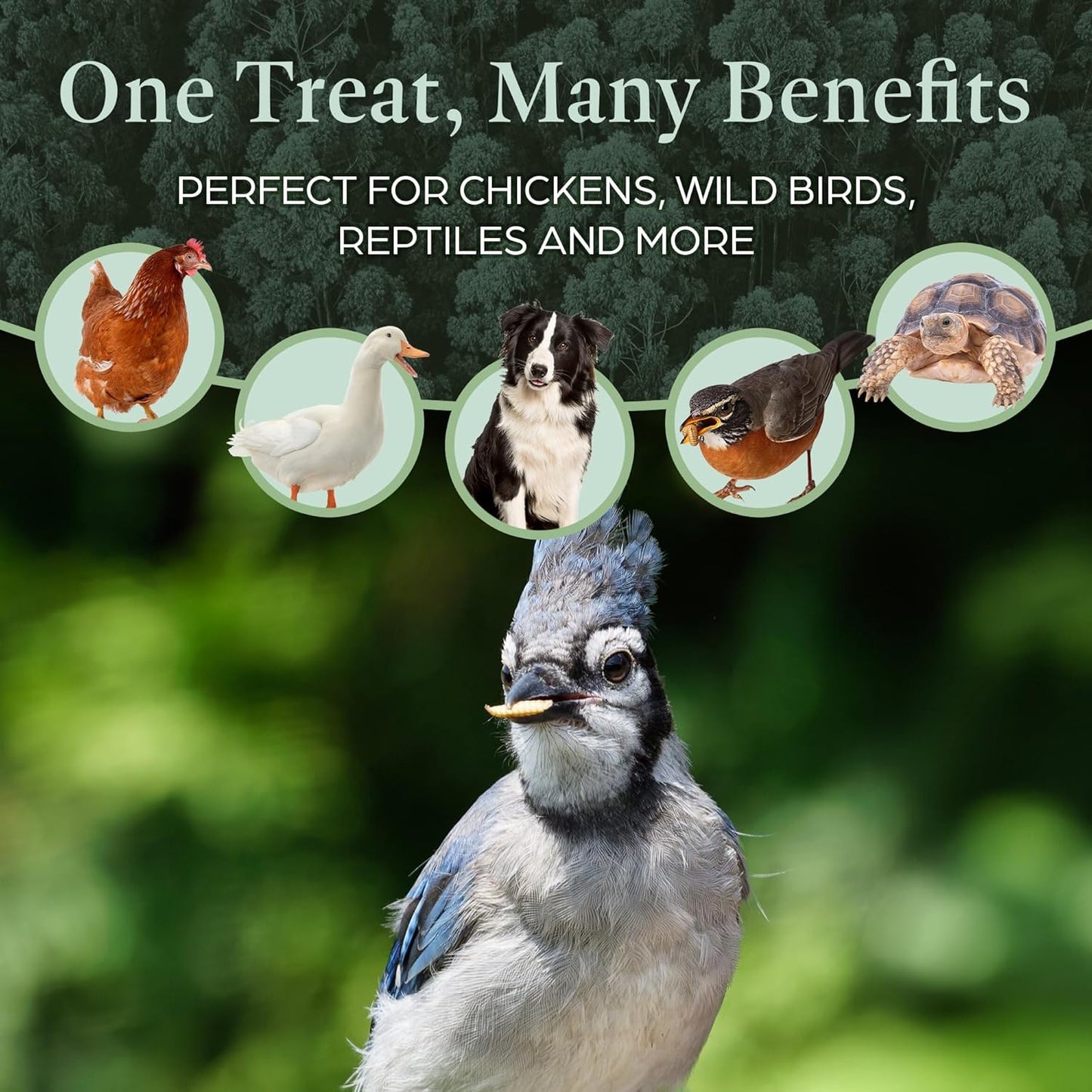 Dried Black Soldier Fly Larvae for Chicken - Treats for Hens, Duck, Wild Birds, Lizard, Tortoise, Fish - All Natural High Protein Dried Mealworms Alternative - Made in North America