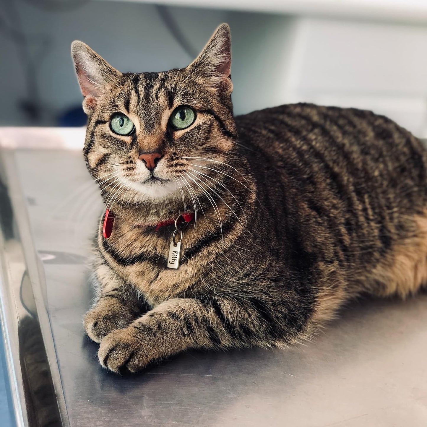 Anavia Small Size Dog Cat ID Tags, Small/XS Personalized Color Plated Stainless Steel Puppy Kitten Name Tags, Customized Engraved Nameplate Pet Collar Tag (Rose Gold, XS-Rectangle)