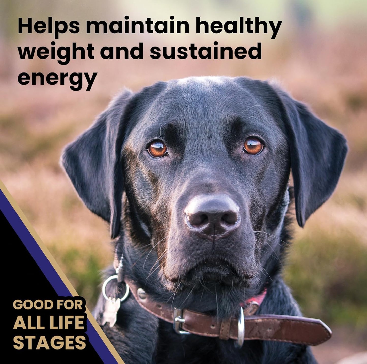 VICTOR Super Premium Dog Food – Select Beef Meal & Brown Rice Formula for Immune and Gut Health – Gluten-Free Beef Meal Dry Dog Food for All Normally Active Dogs of All Life Stages, 30 lbs