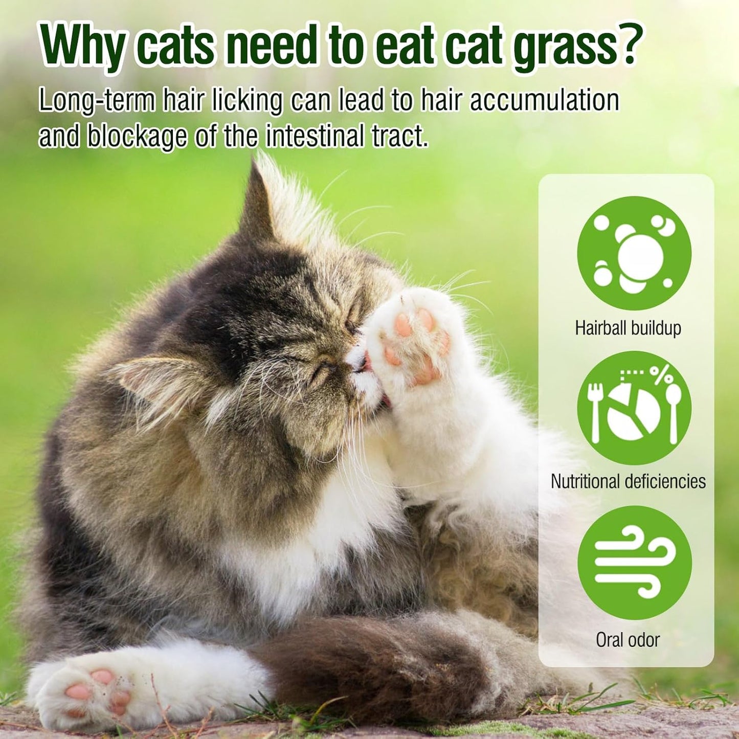 HavenJanny 100g/3.52oz Cat Grass Teething Stick for Cat, Cat Grass Stick Canned for Indoor Cats, Cat Grass Treats Hairball Relief and Teeth Cleaning