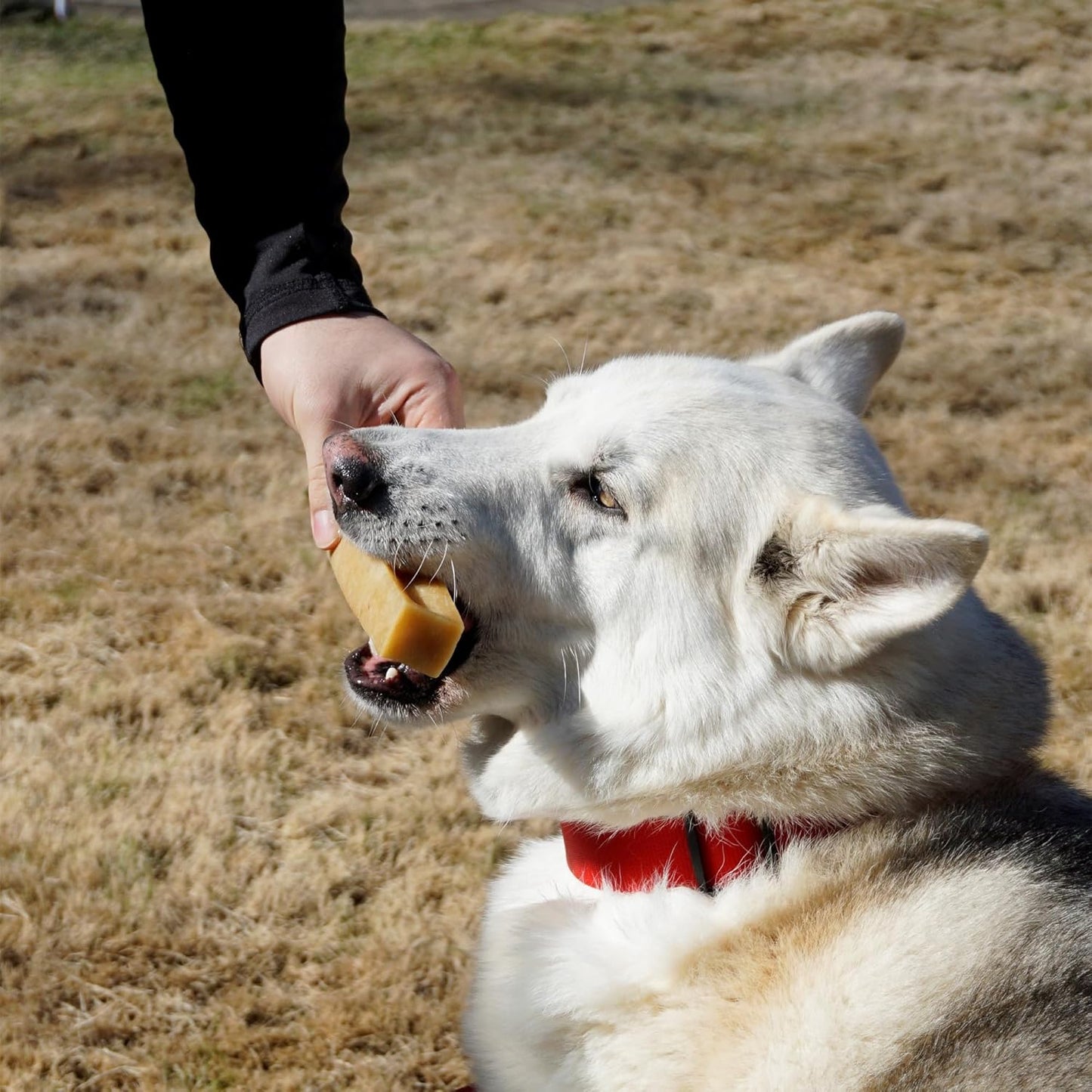 KATHMANDU'S - Authentic Himalayan Cheese Dog Chews - Large, 1-Count - for Improved Dental Hygiene & Protein-Rich Nutrition, No Preservatives