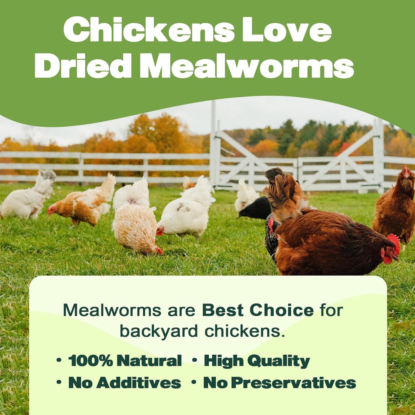Dried Mealworms - 5 LBS - 100% Natural Non-GMO High Protein - Bulk Mealworms for Wild Birds, Chickens, Pet Treats & Reptile Food