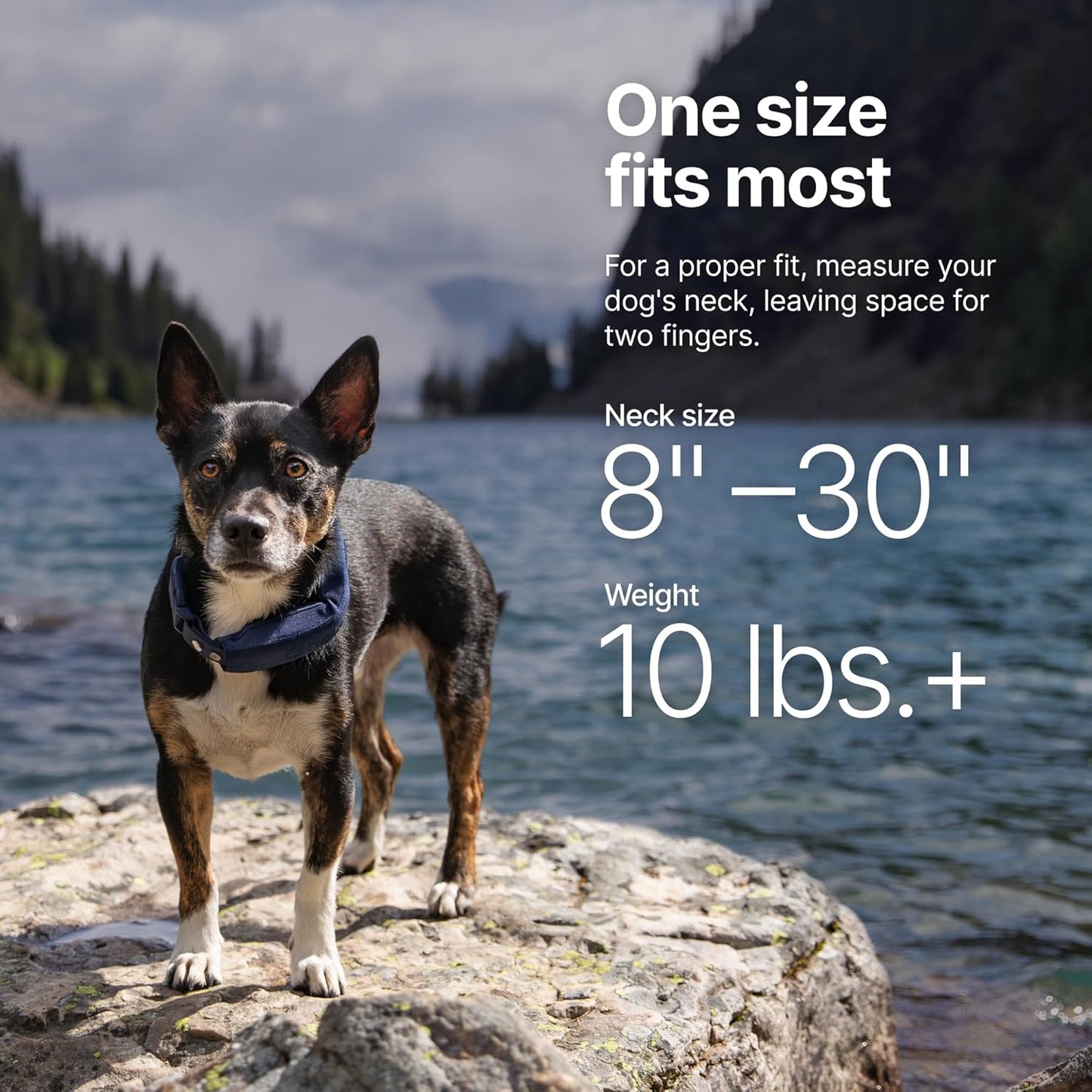 Halo Collar 5, New Wireless Dog Fence & GPS Dog Collar, Subscription Required, Waterproof, Midnight, One Size