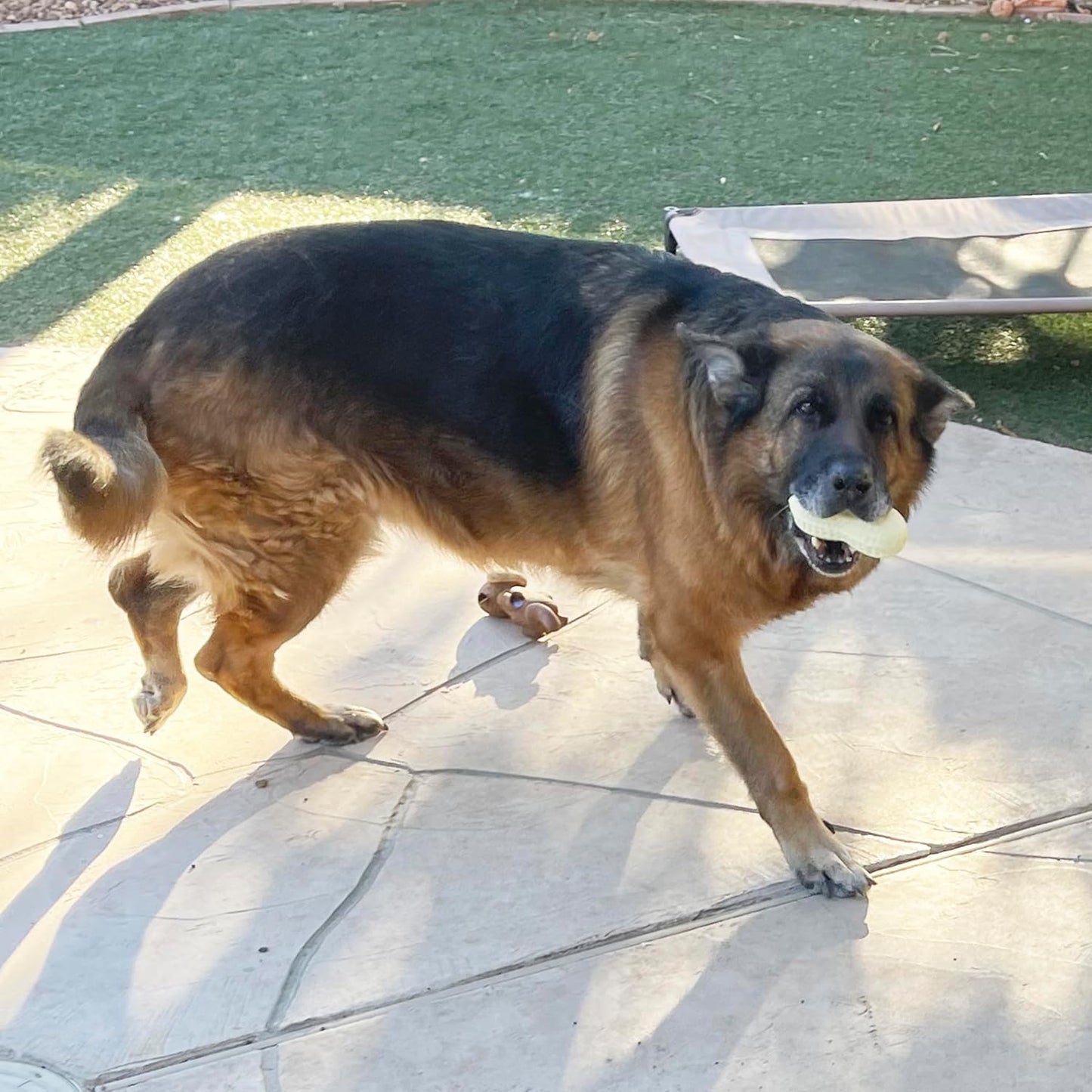 Jalousie Multipack Dog Squeaky Toys Bulk Bundle Pup Toy - Puppy Toys for Pets for Small Medium Breed (24 PCs Gift Basket)