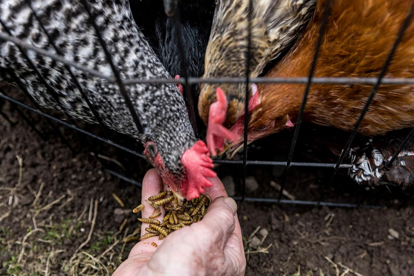 Good Deal Grubs Dried Black Soldier Fly Larvae Treat (1lb) for Chickens, Poultry, Birds, Small Pets - Protein and Calcium Supplement