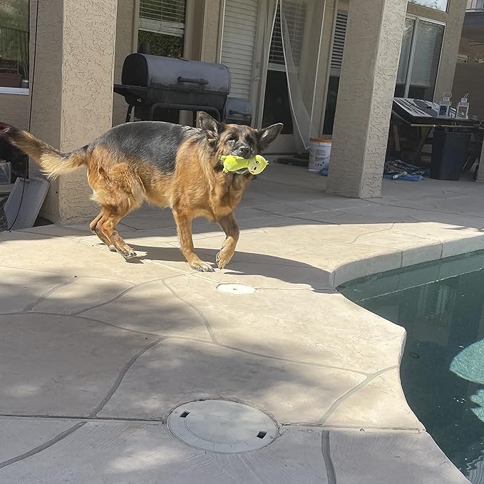 Jalousie Multipack Dog Squeaky Toys Strong Almost Indestructible, with Added Liner for Longer Play Dog Chew Toys (Medium Size - 6 Pack Assorted Animals)