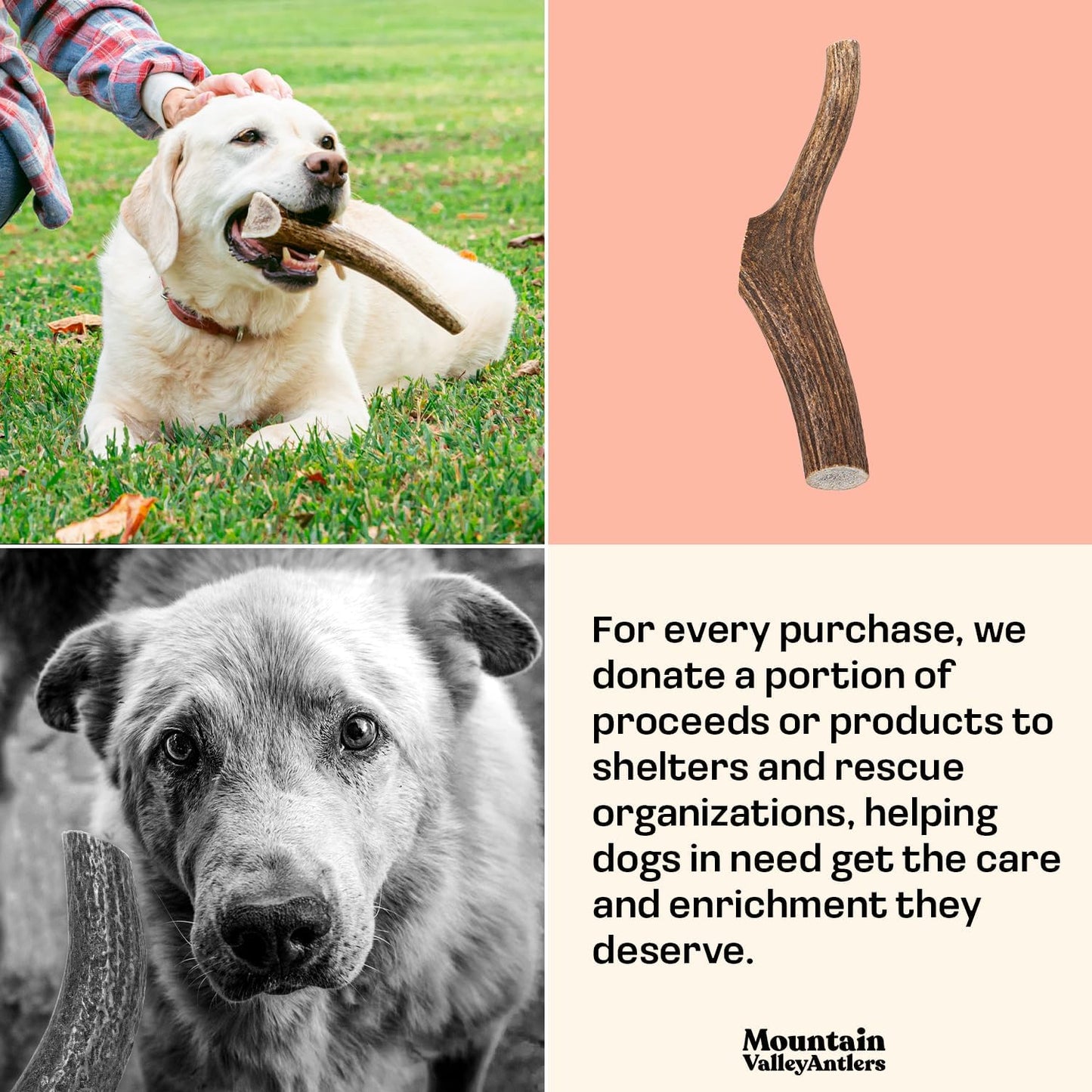 Mountain Valley Elk Antlers for Dogs - 100% Natural & Organic Chew for Aggressive Chewers, No Odor, No Mess, Long Lasting - Wild-Foraged Naturally Shed Antlers in USA - Grade A, Whole Small (3 Pack)