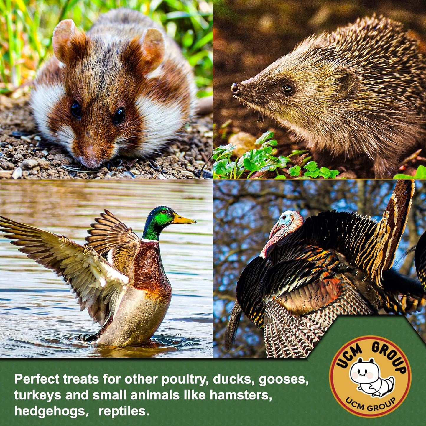 UCM Group 10LB Dried Black Soldier Fly Larvae for Chicken, Poultry, Wild Birds,100% Natural Non-GMO, No Additives, Treat, More Calcium Chicken Treats Than Mealworms