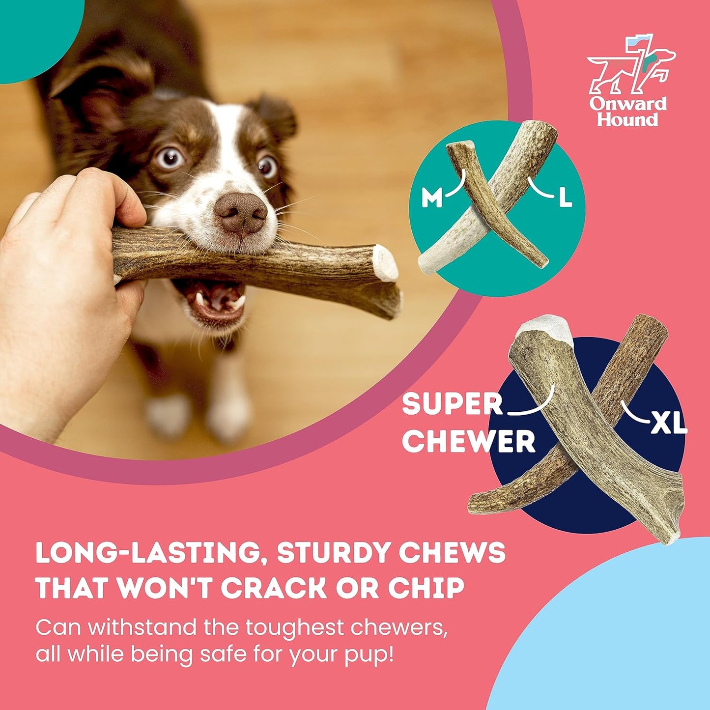 Onward Hound Elk Antlers for Dogs, 8"+ XXL 1-Pack, Grade A Long Lasting Chew for Aggressive Chewers, Premium USA Naturally Shed Antler - Healthy, No Odor, Durable Dog Chew for 90lb+ Breeds