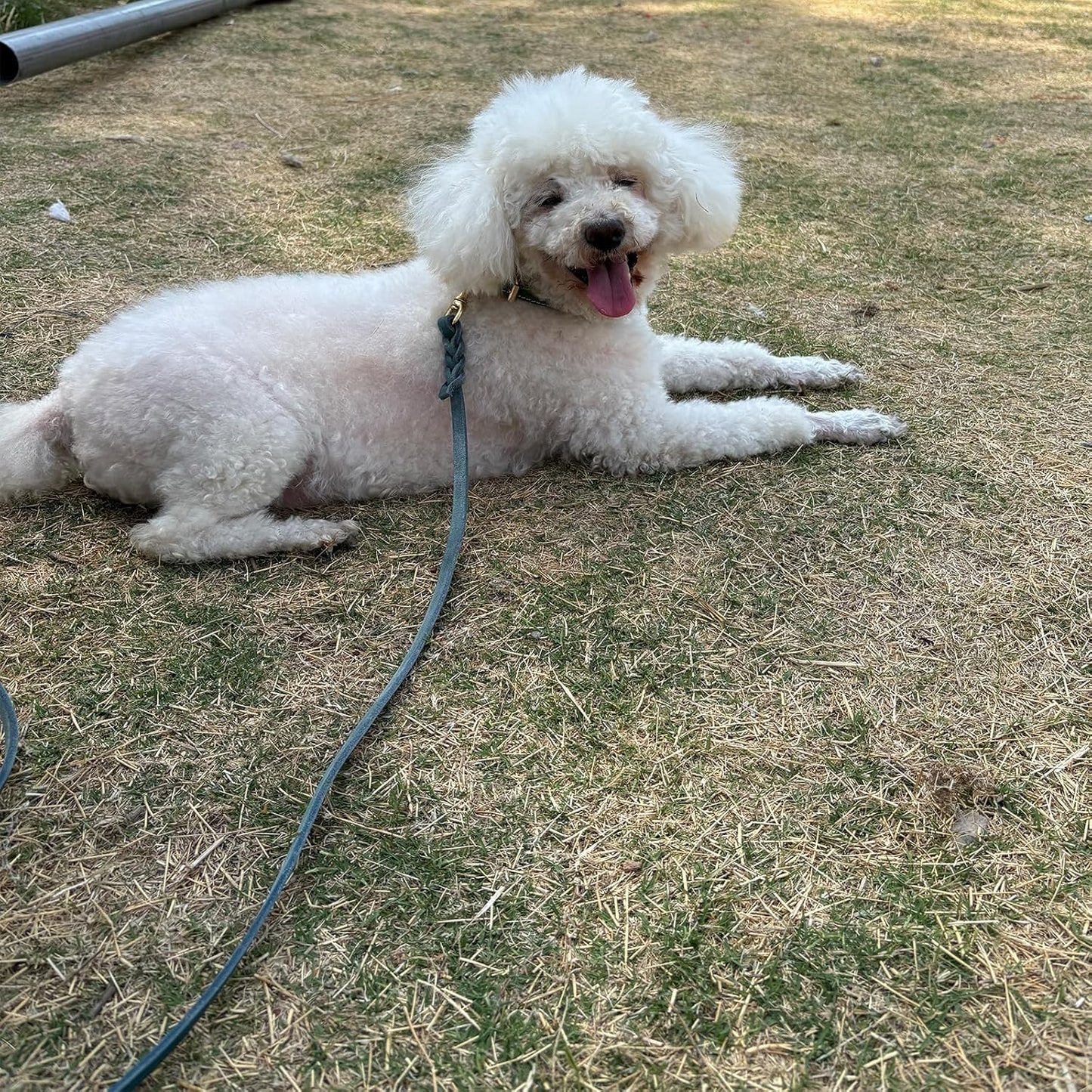 LWBMG Leather Dog Leash 4ft x 1/2 inch, Leather Dog Leash for Small Dogs, Strong Durable Handmade Braided Pet Lead, Soft and Comfortable Puppy Training Leashes for Small Medium Dogs Blue