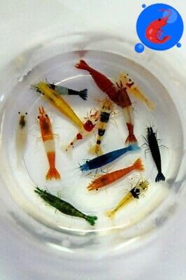 Generic Shrimp Up Aquatics™ 10+ Mixed Color Neocaridina Shrimp Live Freshwater Aquarium Inverts Live Arrival! Mixed