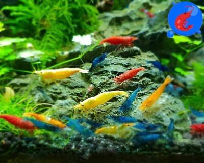Generic Shrimp Up Aquatics™ 10+ Mixed Color Neocaridina Shrimp Live Freshwater Aquarium Inverts Live Arrival! Mixed