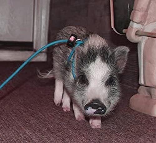 Mini Pig Harness & Leash -Adjustable- 12' in Length -Also fits Pot Bellied Pigs and Other Animals - Ferrets, Rabbits, Dogs, Cats (Teal)
