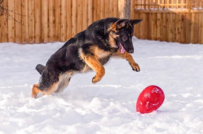 Jolly Pets Jolly Egg Dog Toy, 12 Inches/Large, Yellow (Pack of 2)