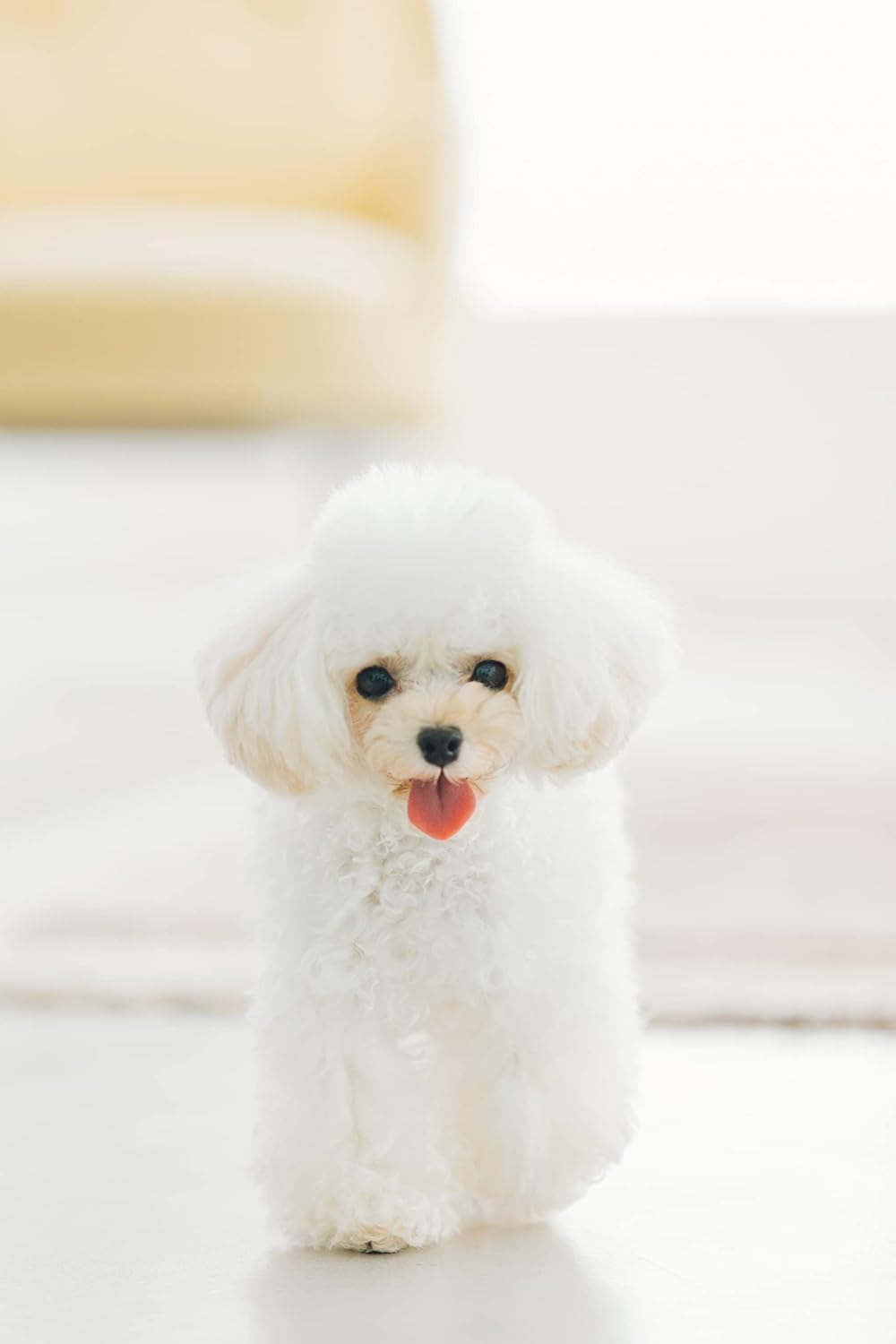 Nature's Protection Dental Chews for Dogs Teeth - Fights Bad Breath - Grain Free Dog Dental Treats for Small & Large Breed Adult Dogs with Light Fur, 5.2 oz (Superior Care - White Fish, Pack of 5)