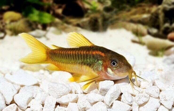 Aquatic Foods Inc. Calcium Feeder Small & Medium Shells. Extra Thick Shells for Shrimp, Snails, Crabs, Crayfish, Hermit Crabs and All Tropical Fish…75 Count Bag