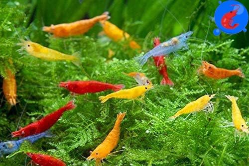 Generic Shrimp Up Aquatics™ 10+ Mixed Color Neocaridina Shrimp Live Freshwater Aquarium Inverts Live Arrival! Mixed