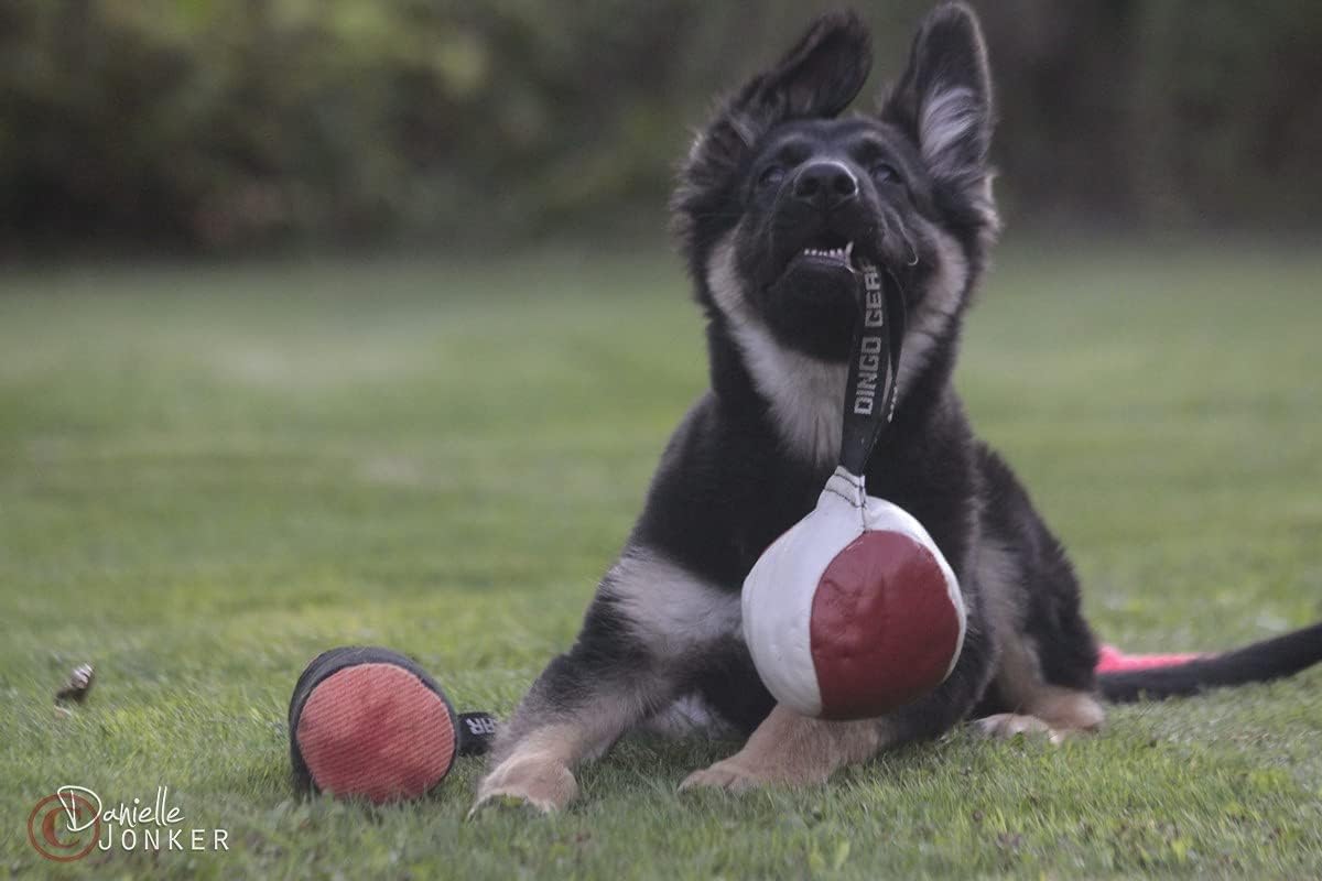 Dingo Gear Soft Genuine Leather Ball with a Handle for The Bite Training, Ø 11 cm Retrieve and Reward Dog Toy S02779, Random