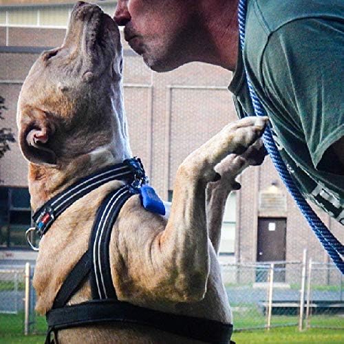 ComfortFlex Martingale Dog Collar - Made in The USA - 1.5" Wide, Reflective, Adjustable, Fully Padded Nylon, Gentle Control, Escape-Proof, Limited Slip Design, Medium, Mariner Blue