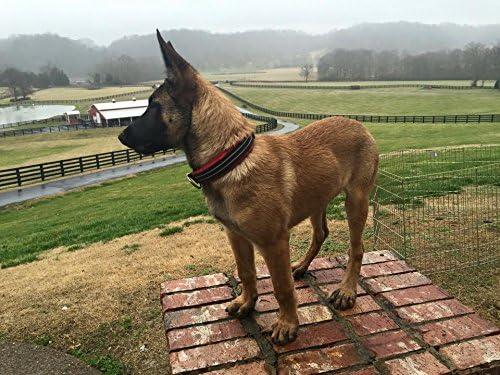 ComfortFlex Martingale Collar for Dogs - 1.5" Wide, Reflective, Made in The USA, Adjustable, Fully Padded Nylon, Gentle Control, Escape-Proof, Limited Slip Design, Medium, Saffron Yellow