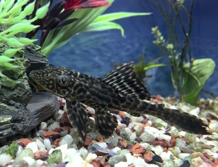 Aquatic Foods Inc. Calcium Feeder Small & Medium Shells. Extra Thick Shells for Shrimp, Snails, Crabs, Crayfish, Hermit Crabs and All Tropical Fish. 4oz …26 Count Bag