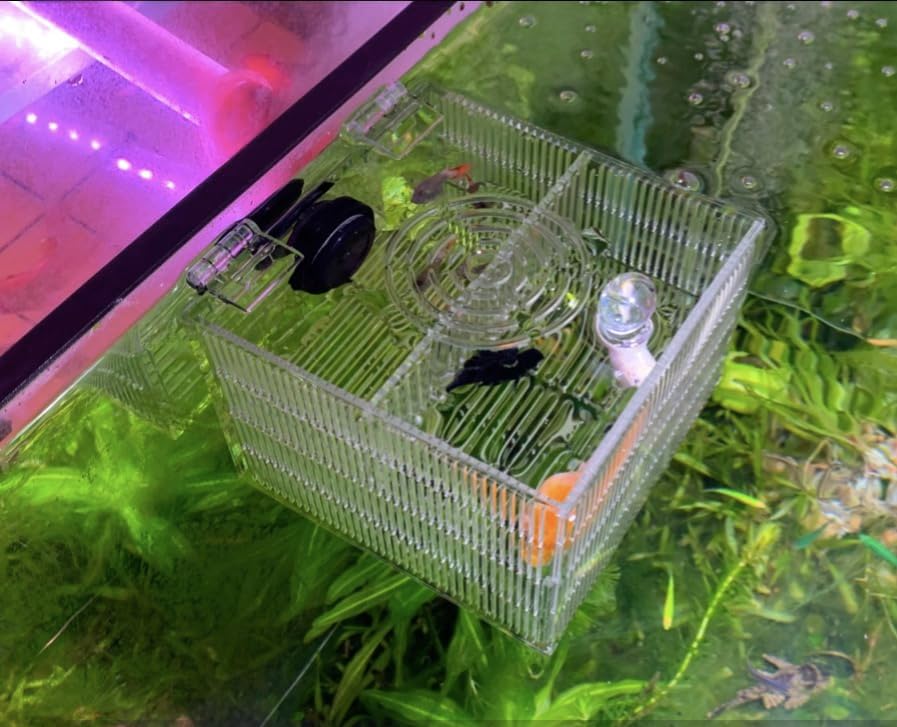 Magnetic Breeder Box for Tank Isolation Box Acclimation Hatchery Fish breeding Incubator with 3 Divider for Guppy Baby Betta Saltwater Anemones or Injured Fish（Sealed Bottom Version）