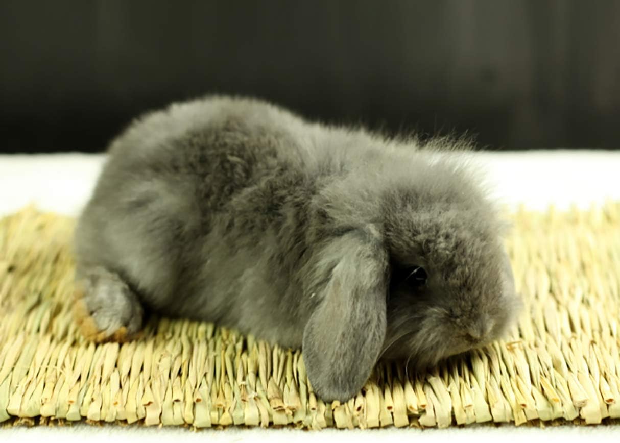 Yesland 12 Pack Woven Rabbit Mat - Grass Mat & Bunny Bedding Nest - Natural Chew Toy Bed for Guinea Pig Chinchilla Squirrel Hamster Cat Dog and Small Animal