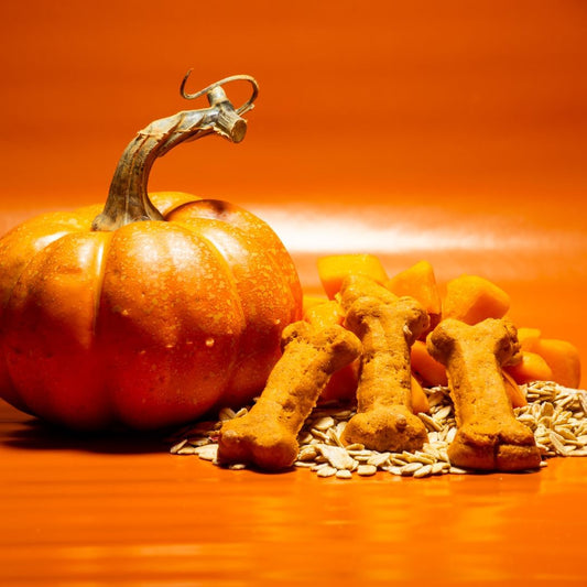 Activa 2lb Pumpkin Gourmet Dog Biscuits | Crunchy Dog Treats | (Medium, Pumpkin)