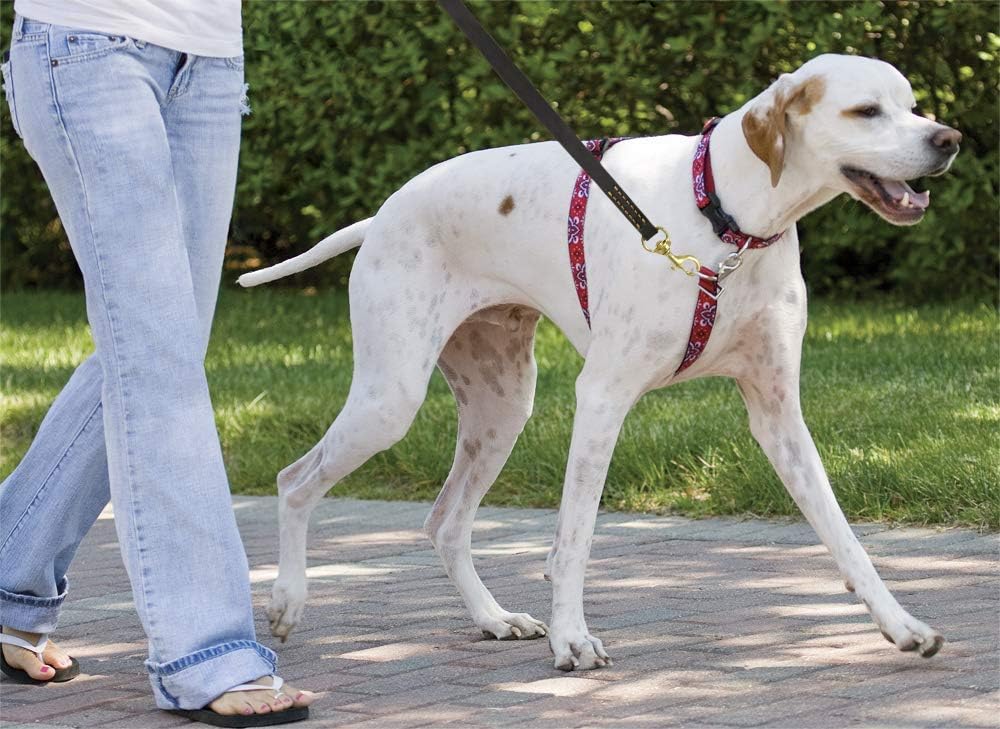 FAIRWIN Leather Dog Leash 6 Foot - Dog Training Leash Heavy Duty Dog Lead for Large Medium Small Dogs (M - 6 ft x 5/8 inch, Reddish Brown)