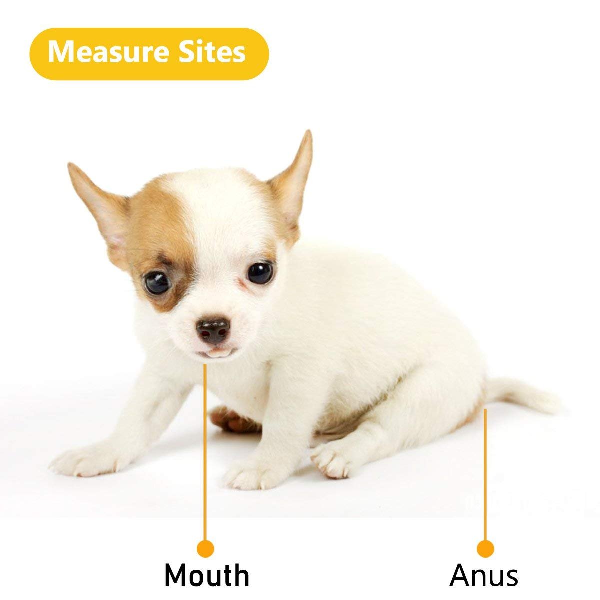 Animal Electronic Ehermometer Pet Thermometer Digital Thermometer is a Fast Rectal Thermometer for Dogs,Horse, Cats, Pigs,Sheep