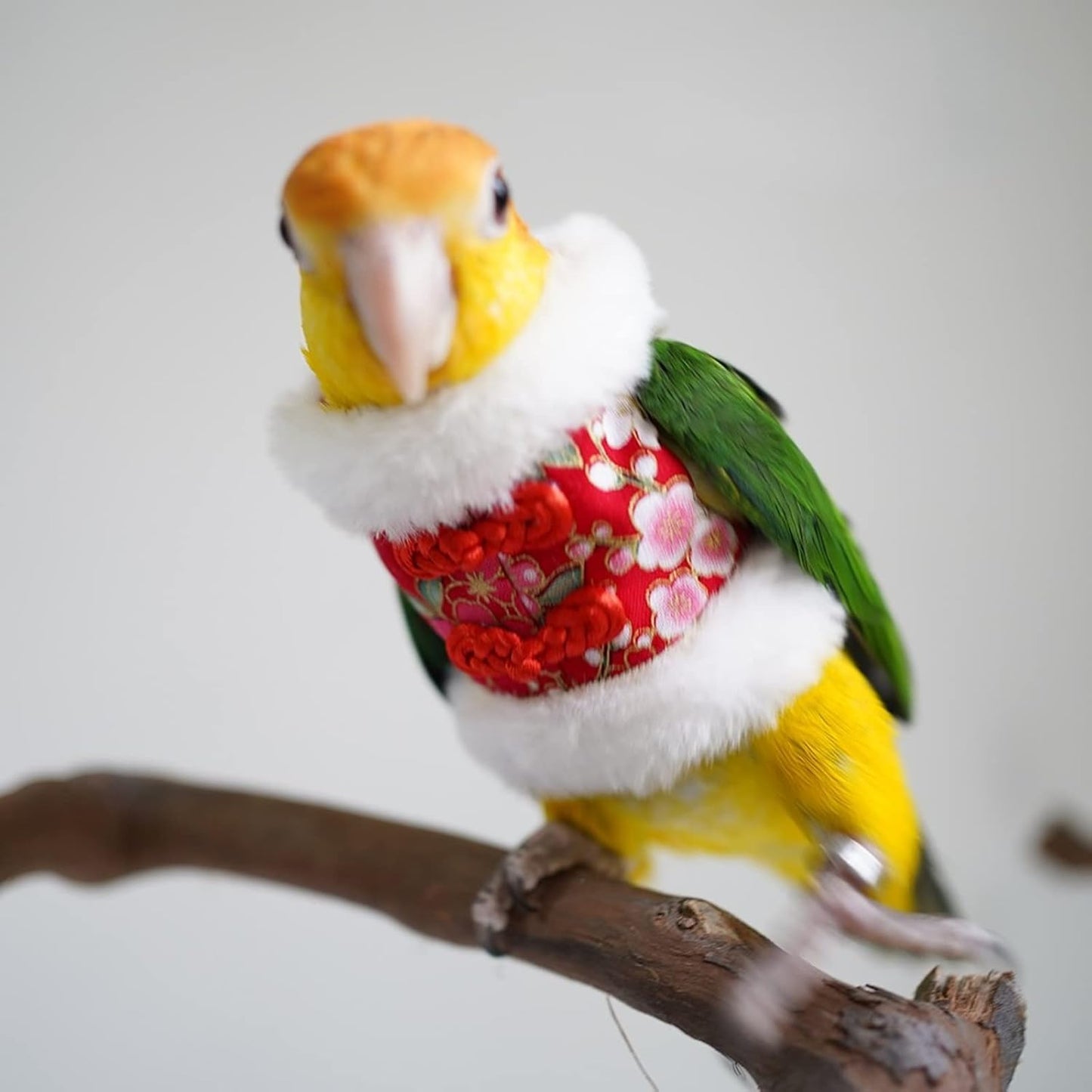 Bird Costume Bird Flight Suit Bird Clothes Cosplay Photo Prop for Parrots Parakeet Cockatiel Sun Conure, Bird Hoodie Small Animals Apparel (Black, Small)