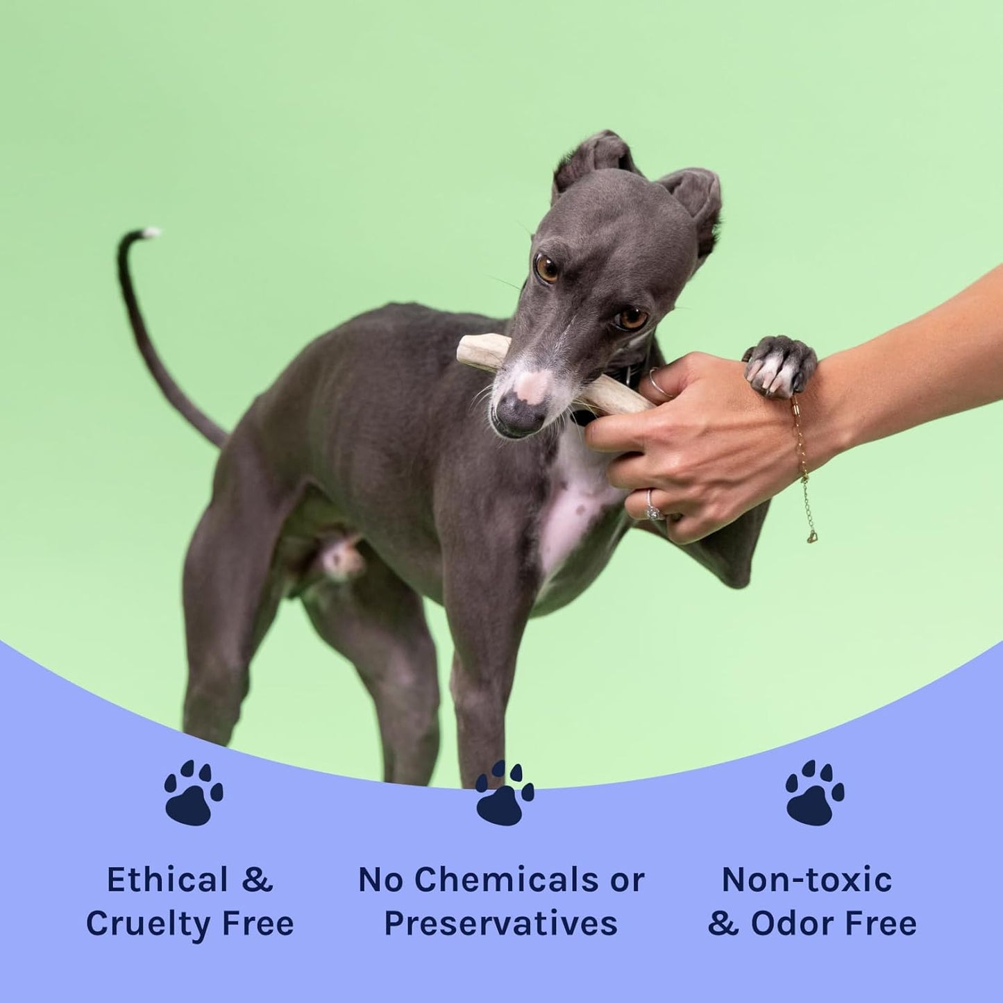 Good Trouble Premium Deer Antlers for Small Dogs – 2 Whole Antlers Pets - North American Sourced for Dental Health & Anxiety Relief - Odor-Free & Non-Toxic Chew Bone for Dogs