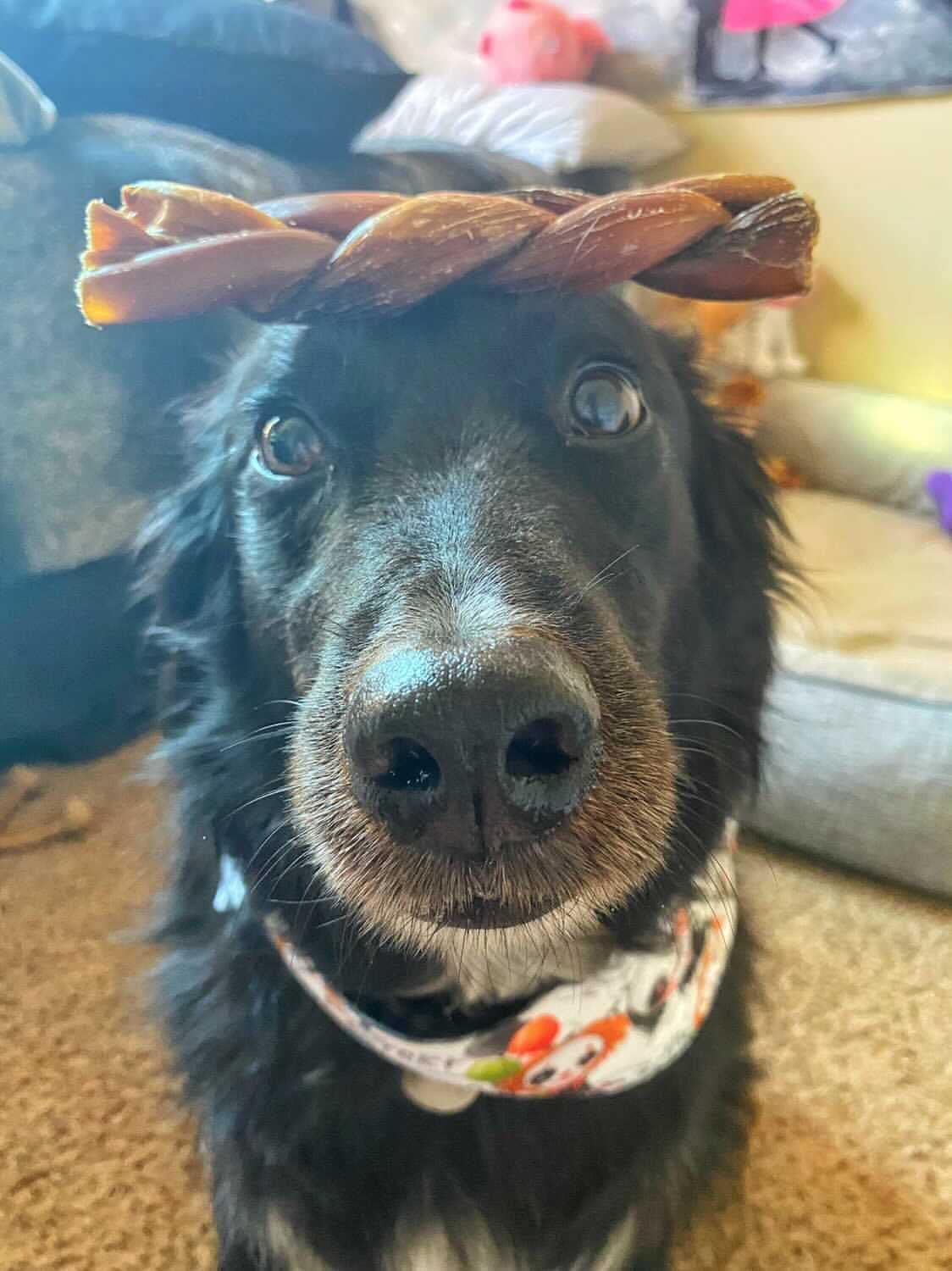 hotspot pets Braided Bully Sticks for Dogs -6 Inch Stix (5 Pack) Premium All Natural Long Lasting Twisted Beef Pizzle Dog Chews -Natural Dental Health, Grain Free, Fully Digestible Rawhide Alternative