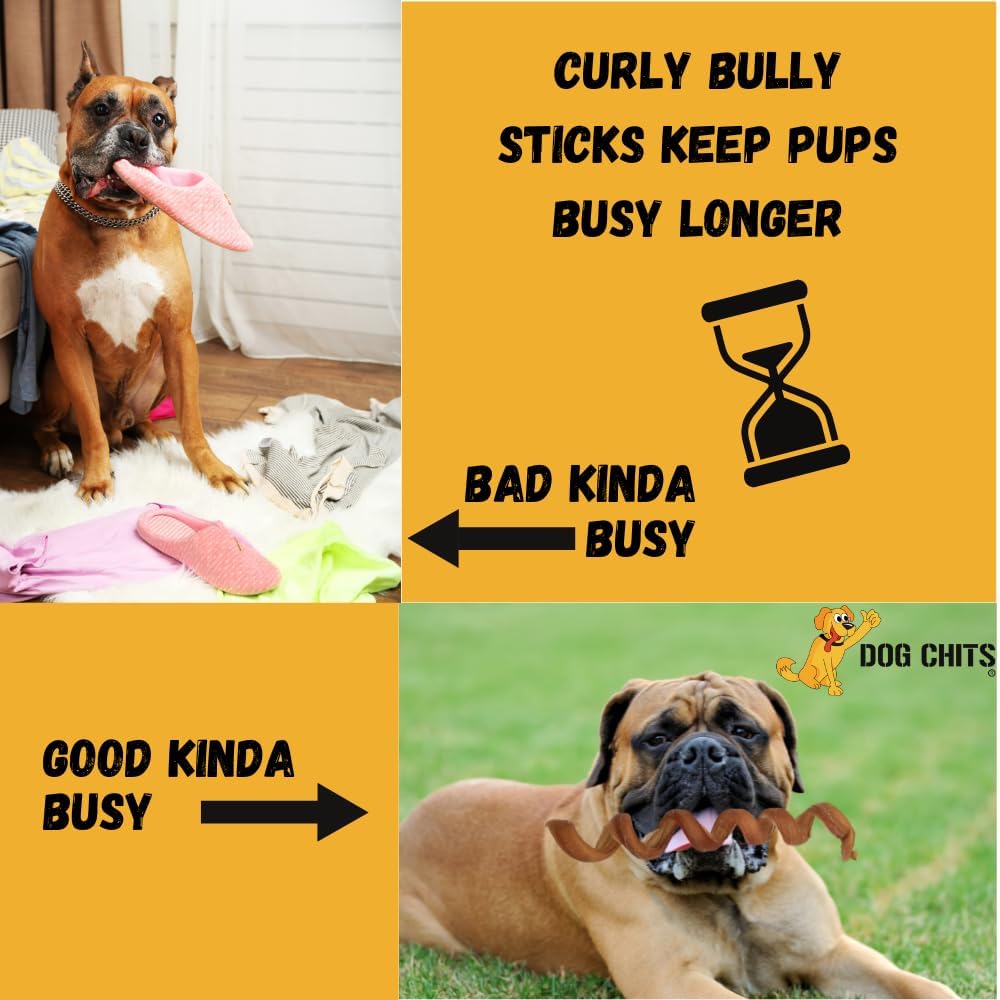 Dog Chits Curly Bully Sticks for Dogs and Puppies | 12-inch | All Natural, Treats | Long Lasting Chew | Promotes Dental Health | Keeps Pups Busy | Grass Fed Beef | 3 Pack